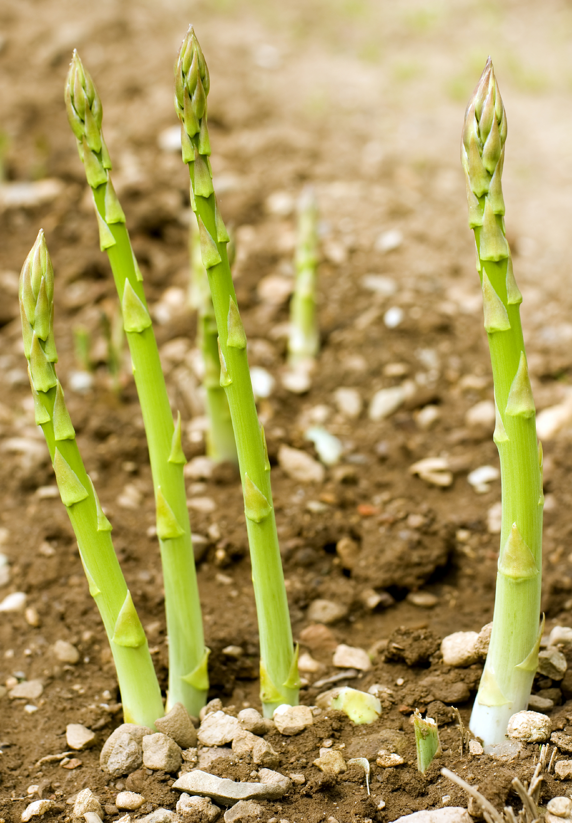 Asparagus spears grow out of the soil